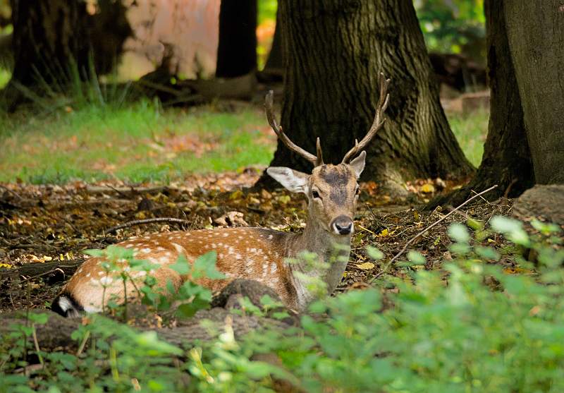 stag in Richmmond park.jpg